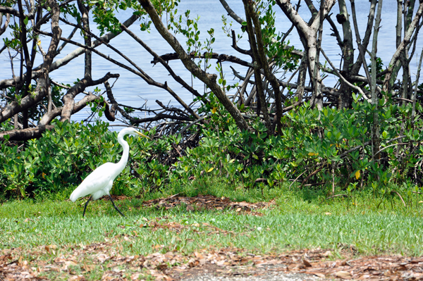 a big bird greeted the two RV Gypsies